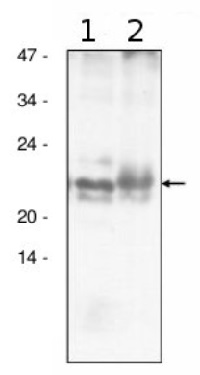 AtpF | CF0I subunit of ATP synthase in the group Antibodies Plant/Algal / Photosynthesis / ATP synthase at Agrisera AB (Antibodies for research) (AS10 1604)